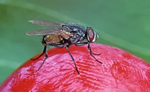 Household: House Fly