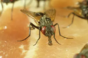 Meat: House fly