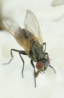 Musca: House Fly on cheese