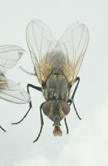 Housefly: House Fly on cheese