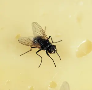 Household: House fly on cheese