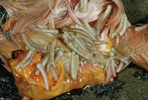 Muscidae: House Fly Maggots
