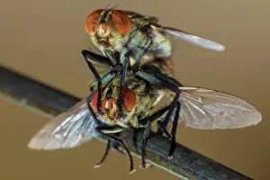 Musca: House Fly mating