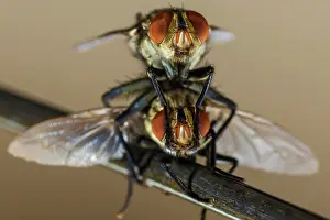 Musca: House Fly mating