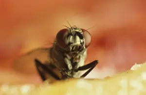 Household: House Fly on Meat