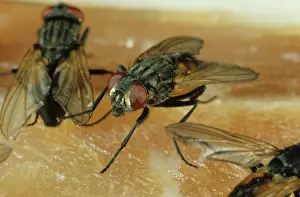 Housefly: House Fly on meat
