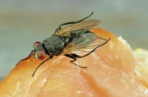 Musca: House Fly on meat