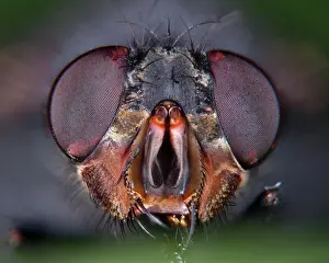 Compound: House fly (Musca domestica), compound eyes, Hesse