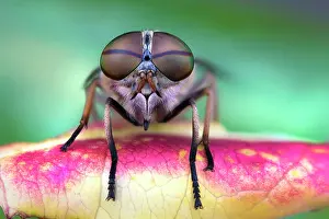 Brachycera: House fly (Musca domestica) with drops of dew on