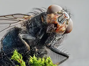 Musca: House fly (Musca domestica), head, macro shot, light