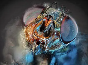 Musca: House fly (Musca domestica), head, blue light, macro