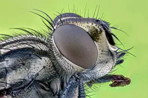 Magnification: House fly (Musca domestica), macro photo, magnification