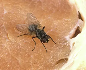 Meat: House Fly (Musca domestica) on meat