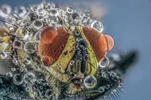 Musca: House fly (Musca domestica) with morning dew, macro