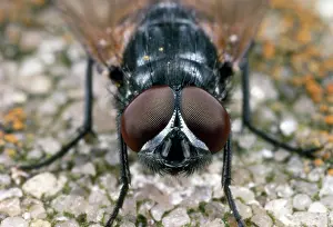 Musca: House Fly - showing compound eyes