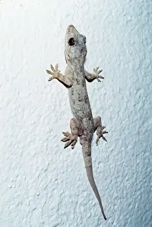 Gecko: HOUSE GECKO - ON HUT WALL