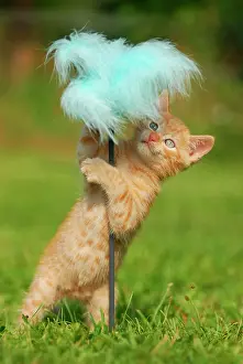 Mackerel: House kitten, red mackerel, 8 weeks, plays with