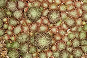 Rosette: A house-leek rosettes