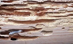 Pascal Goetgheluck: HOUSE LONG-HORN BEETLE - LARVAE