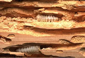 Pascal Goetgheluck: HOUSE LONG-HORN BEETLE - larvae in wood