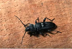 Pascal Goetgheluck: HOUSE LONG-HORN BEETLE - MALE