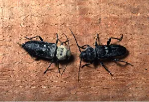 Pascal Goetgheluck: HOUSE LONG-HORN BEETLE - pair