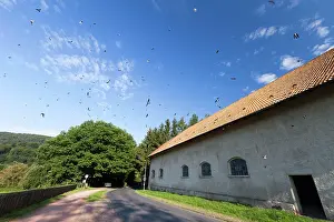 Delichon: House Martin