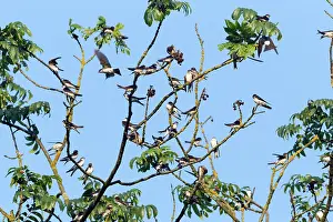 Delichon: House Martin