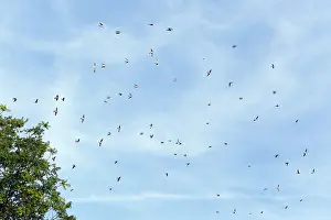 Delichon: House Martin