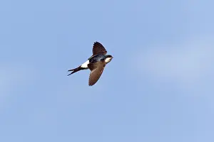Delichon: House Martin