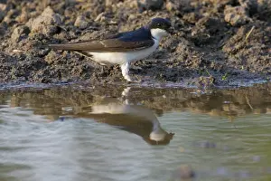 Delichon: House Martin