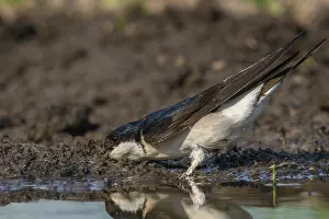 Delichon: House Martin