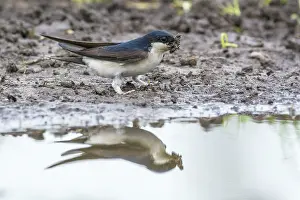 Delichon: House Martin