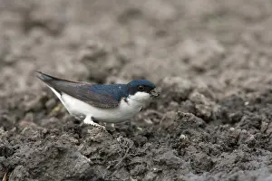 Delichon: House Martin