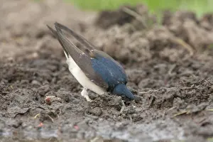 Delichon: House Martin