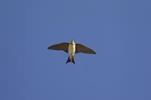 Delichon: House Martin - adult bird in flight - Germany