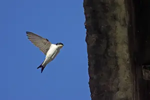 Delichon: House Martin - approaching nest under eaves