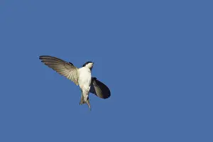Delichon: House Martin - banking in flight