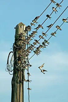 Delichon: House Martin - Collecting on electricity wires