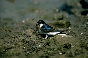 Delichon: House Martin - collecting mud