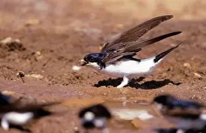 Delichon: House MARTIN - Collecting mud to build nest