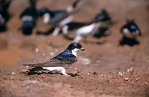 Delichon: House MARTIN - Collecting mud to build nest