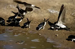 Delichon: House MARTIN - Collecting mud to build nest