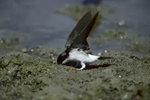 Delichon: House Martin - Collecting Mud for Nest