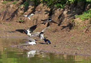 Delichon: House Martin - Collecting mud for nest building