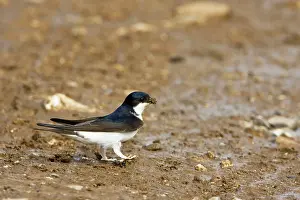 Delichon: House Martin - Collecting mud for nest building