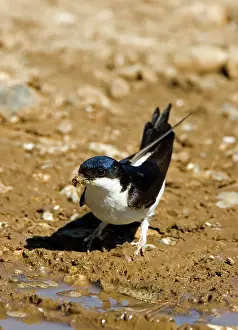 Delichon: House Martin - Collecting mud for nest building