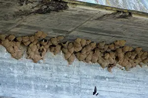 Delichon: House Martin - colony of nests under bridge Castro