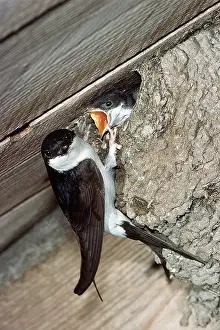 Begging: HOUSE MARTIN - feeds chick at nest