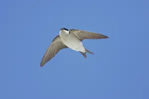 Delichon: House Martin - In Flight